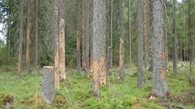 Granar i skogen och barken har lossnat från granarna.