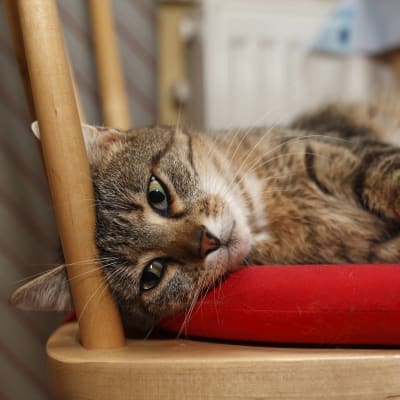 En randig europé-katt ligger och vilar på ett sittunderlag på en trästol.