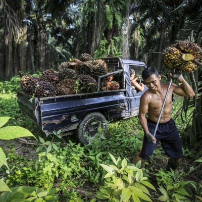 Fruktställningar från oljepalmer samlas in i Indonesien.