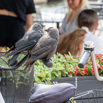 Två kråkor sitter på en cykel och tittar ut över en uteservering. 