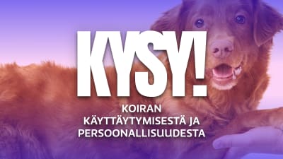 Koira katsoo kameraan