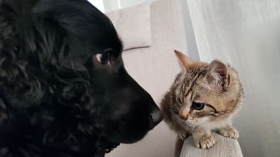 En hund nosar på en kattunge.