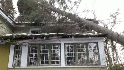 En stor gran har fallit över verandataket på Nelins villa i Sundom.