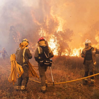 Räddningsarbetare vid en brinnande markbrand. Även träd står i brand och luften är grå av rök.