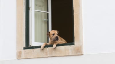 Hund tittar ut genom fönster.