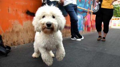 En vit hund på en bro. Hunden hoppar mot kameran. Graffiti i bakgrunden.