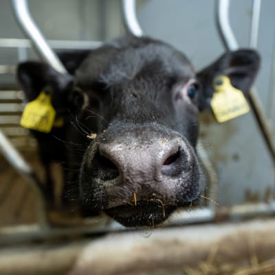Vasikan turpa lähikuvassa, Einolan lihatila (Asta ja Eero Pekkala), Nurmijärvi, 23.2.2021.