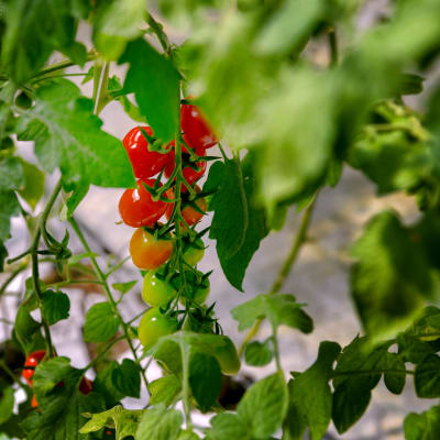 Tomaattiterttuja kasvihuoneessa.