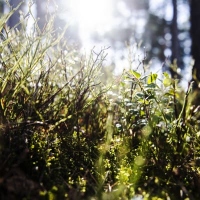 Kuvassa on metsämarjan varpuja aurinkoisessa metsässä.