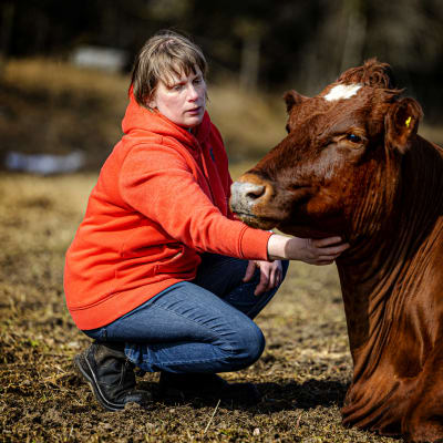 En mjölkbonde står på en betesmark och pratar med en ko.