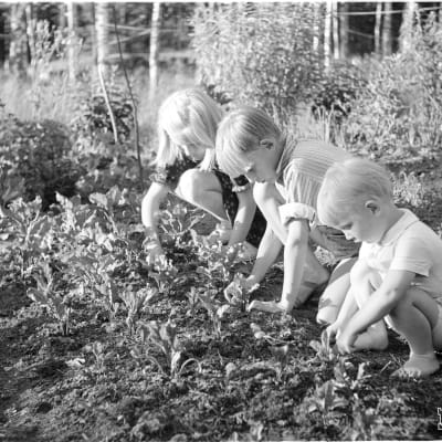 Lapset kitkemässä kasvimaata 1941.