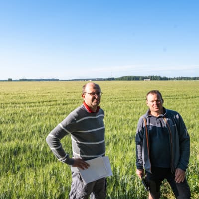 Två män står framför ett grönskande sädesfält