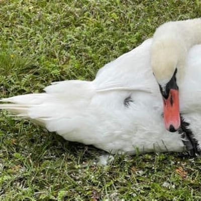 Joutsen makaa maassa. Joutsen on painanut päänsä vartalonsa päälle. 
