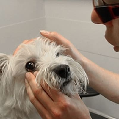 En hund undersöks av en veterinär.