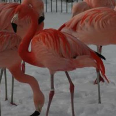 flamingo, högholmen