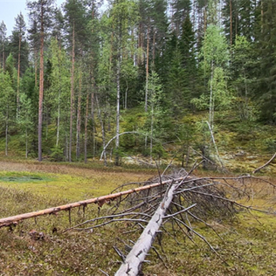Suota Tuusniemen suojelualueella.