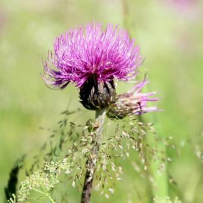 Huopaohdakkeen violetti kukka.