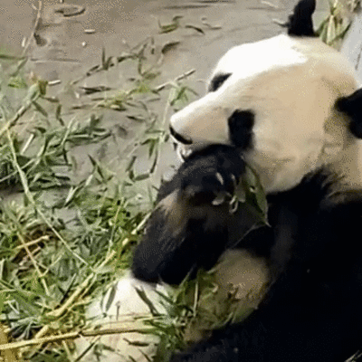 Panda syö bambua.