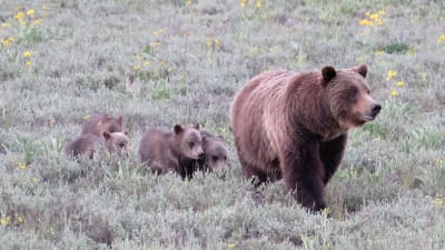 Björnhona med ungar