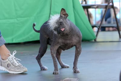 En liten grå hund, mestadels hårlös med några vita fjun på huvudet, med vänt huvud och tungan ute.