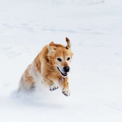 Koira juoksee riehakkaana lumessa.