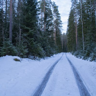 En isig väg går igenom ett skogsområde.
