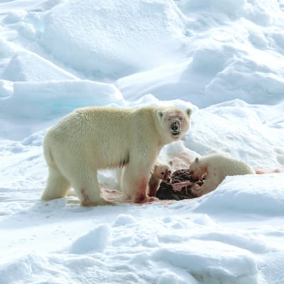 jääkarhut syövät saaliiksi saamaansa hyljettä