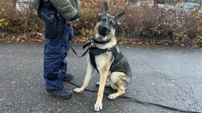 Polishunden Piki tillsammans med sin tränare som man ser benen av. 
