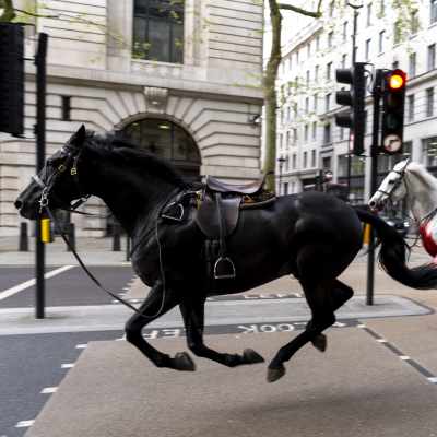 Kaksi hevosta juoksee kadulla Lontoossa.