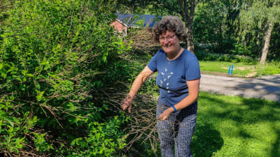 En kvinna står och rensar döda kvistar i en buske.