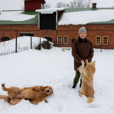 Hunduppfödaren Heidi Karves med några av sina Golden retriever-hundar ute på en snöig gård.   