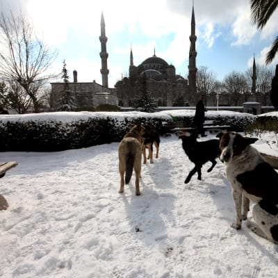 Hundar i snön utanför Blå mosken