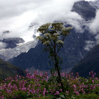 Kuvan etualalla kasvaa erilaisia kukkia. Taustalla näkyy lumipeitteisiä pilvien osittain peittämiä vuoria.