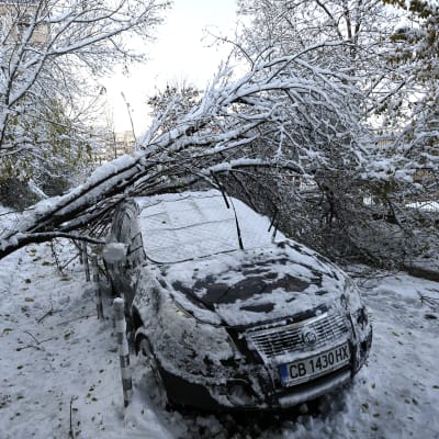 Ett träd har fallit över en bil i snöväder.