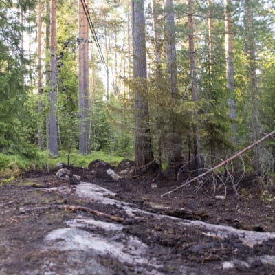 En skogsglänta där marken är svedd på grund av en tidigare terrängbrand. Solen skiner genom bladverket.