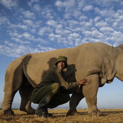 Sudan, världens sista nordliga vita noshörning.