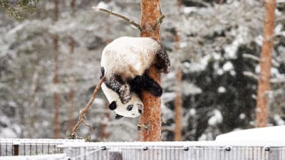 En jättepanda klättrar i ett träd i ett snöigt landskap. Pandan hänger över en gren med huvudet neråt men verkar också ha ett bra grepp om trädstammen.