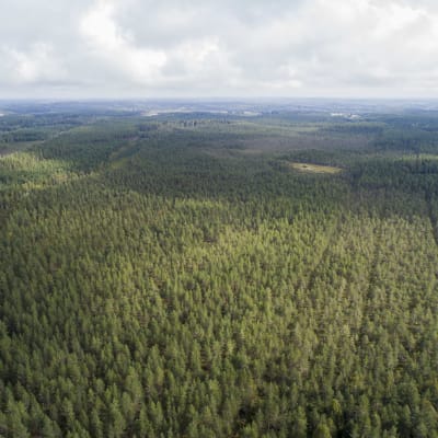 Huuhansuo ilmasta Lappeenrannssa. Ojitettua suometsää.