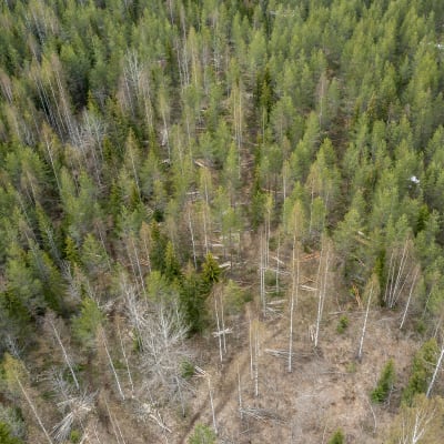 Ilmakuva metsästä, jossa on tehty harvennushakkuu.
