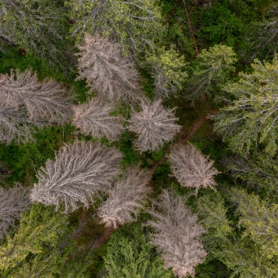 Kirjanpainajan tappamaa metsää.