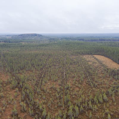 Ojitettu suo Kajaanissa, kuvattuna ilmasta.