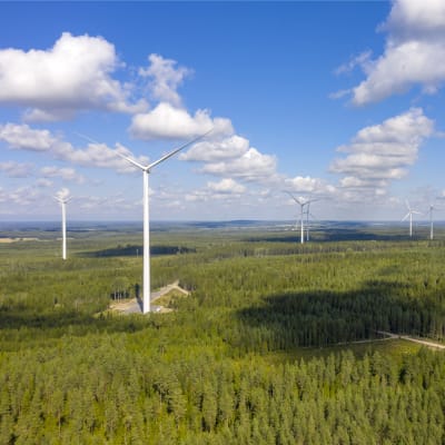 Ett tiotal vindkraftverk som syns högt över skogen i soligt väder