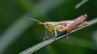 En grön gräshoppa på ett grönt blad