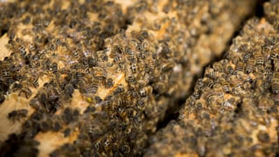 Mehiläisiä mehiläiskennossa