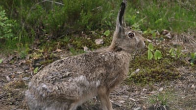 En hare sitter på marken