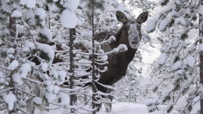 En älg i en snöig skog.