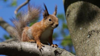 en ekorre i sommardräkt sitter på en trädgren