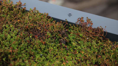 Närbild på fetknopp som används på gröna tak.