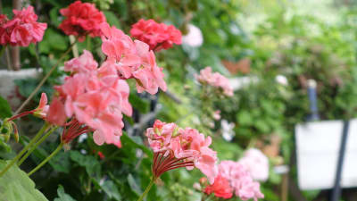 Röda blommor.