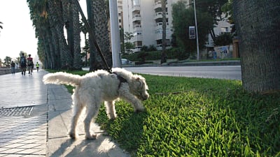 En hund på en gräsmatta i Málaga